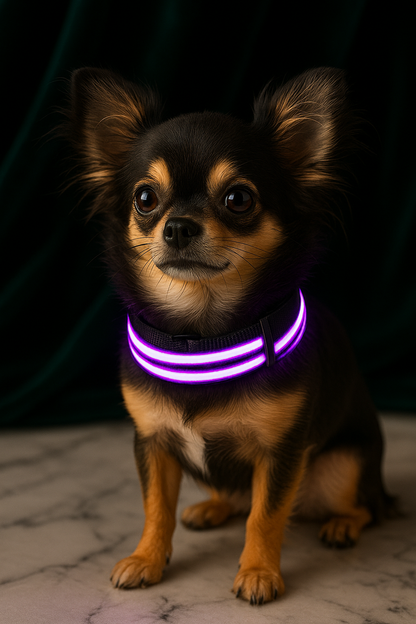 IllumiCollar Rechargeable LED Dog Collar